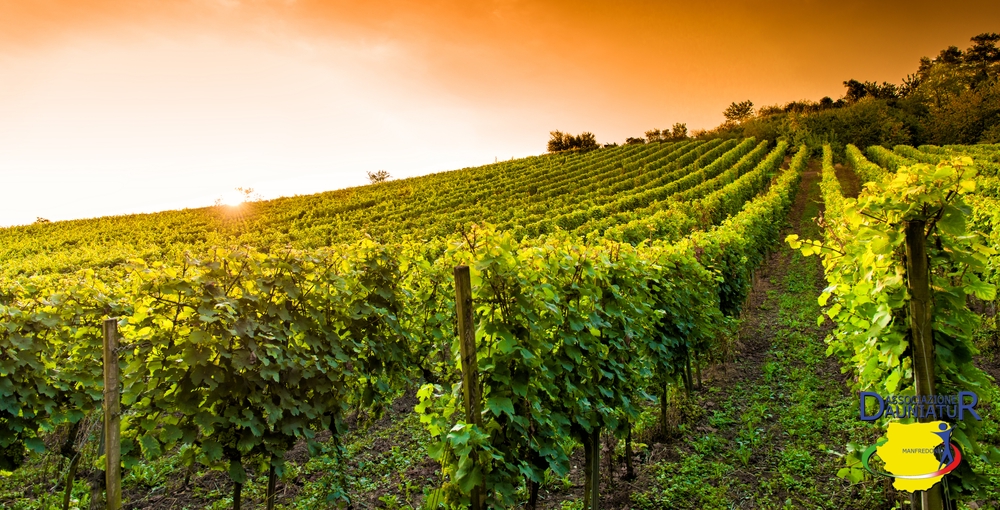 Vino - Puglia - Daunia Tour