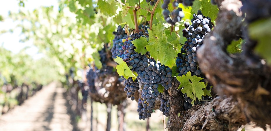 Uva pronta per la vendemmia
